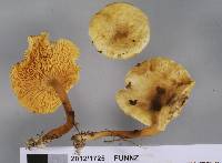 Hygrophoropsis coacta image