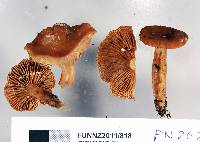 Lactarius umerensis image