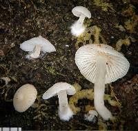 Hemimycena tortuosa image