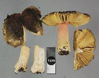 Russula tricholomopsis image