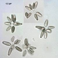 Asteromyces cruciatus image