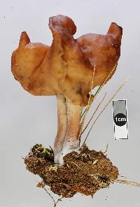 Gyromitra infula image