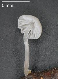 Mycena subdebilis image