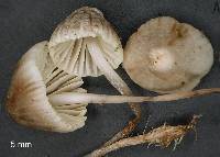 Mycena austrofilopes image