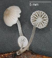 Mycena subdebilis image