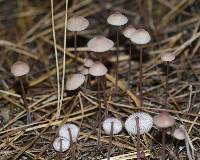 Mycena sanguinolenta image