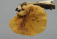 Crepidotus praecipuus image