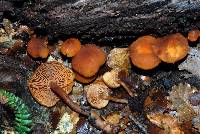 Gymnopilus austropicreus image