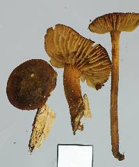 Heimiomyces atrofulvus image