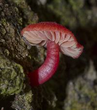 Hygrocybe procera image