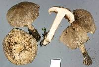 Melanoleuca exscissa var. exscissa image