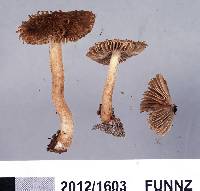 Inocybe brunneolutea image