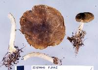 Clitocybe eucalyptorum image