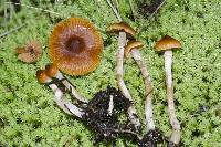 Cortinarius waiporianus image