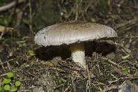 Agaricus dulcidulus image