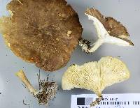 Clitocybe eucalyptorum image