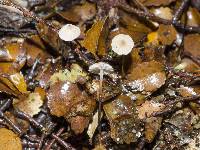 Marasmius gelatinosipes image