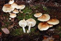 Pholiota pallidocaulis image