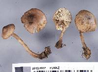 Tricholoma elegans image