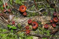 Mycena viscidocruenta image