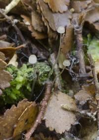 Mycena subdebilis image