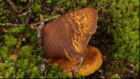 Austropaxillus nothofagi image