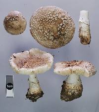 Amanita excelsa image