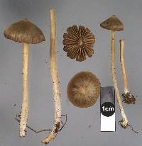 Entoloma cuneatum image