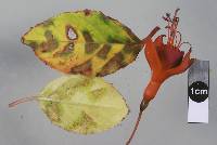 Pucciniastrum epilobii image