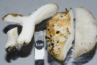 Russula australis image