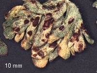 Puccinia geranii-pilosi image