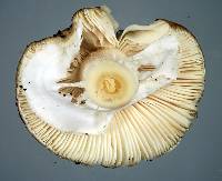 Amanita australis image