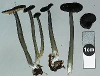 Entoloma atrellum image