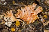 Ramaria piedmontiana image