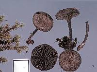 Entoloma crinitum image