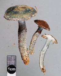 Stropharia caerulea image