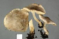 Melanoleuca exscissa var. exscissa image
