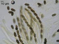 Pleospora herbarum image