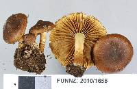 Pholiota multicingulata image