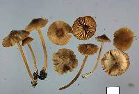 Entoloma aromaticum image