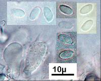 Polyporus nigrocristatus image