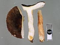 Russula macrocystidiata image