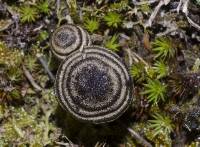 Entoloma perzonatum image