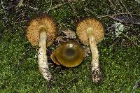 Dermocybe alienata image