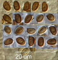 Agaricus dulcidulus image