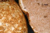 Timgrovea reticulata image