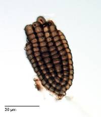 Dictyosporium toruloides image