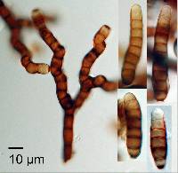 Dendryphion nanum image