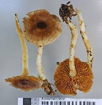 Cortinarius dysodes image