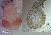 Thelebolus stercoreus image